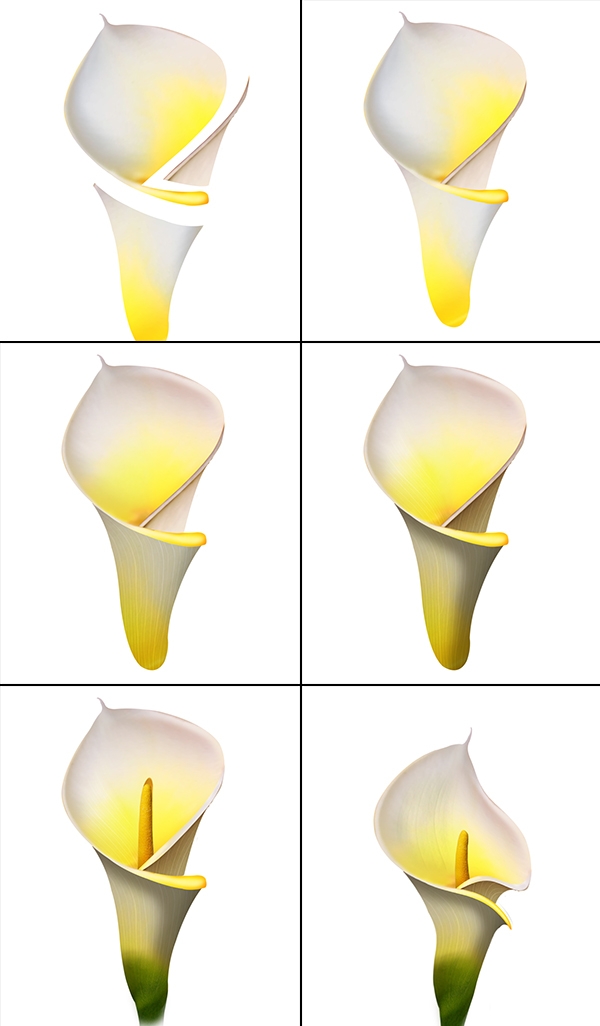 Creation of Harmony: Step 2